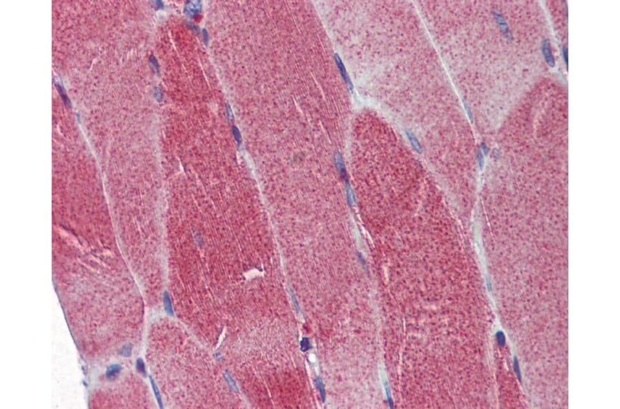 Immunohistochemistry - DNA Polymerase gamma antibody from Signalway Antibody (22870) - Antibodies.com