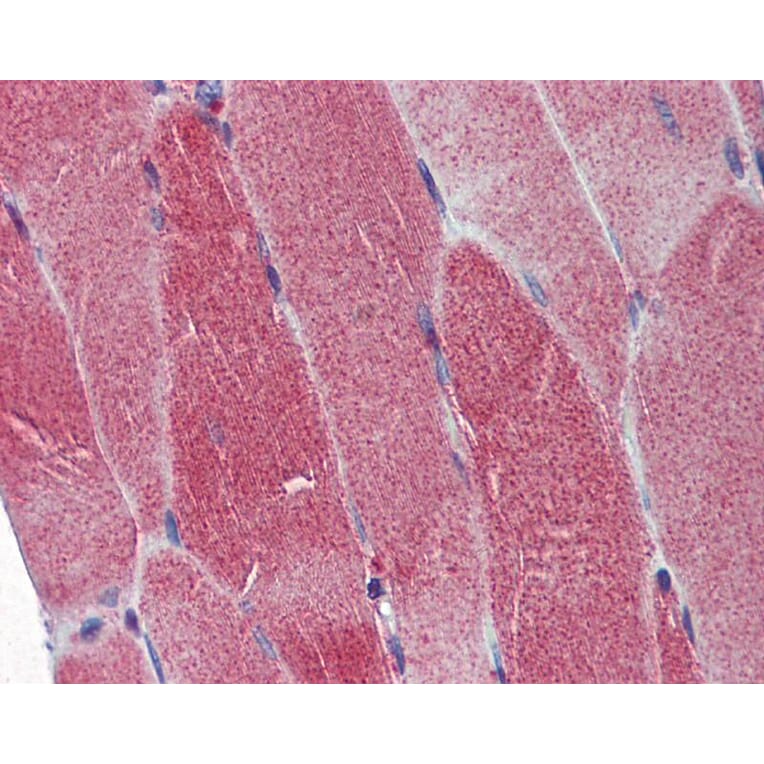Immunohistochemistry - DNA Polymerase gamma antibody from Signalway Antibody (22870) - Antibodies.com