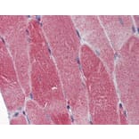 Immunohistochemistry - DNA Polymerase gamma antibody from Signalway Antibody (22870) - Antibodies.com
