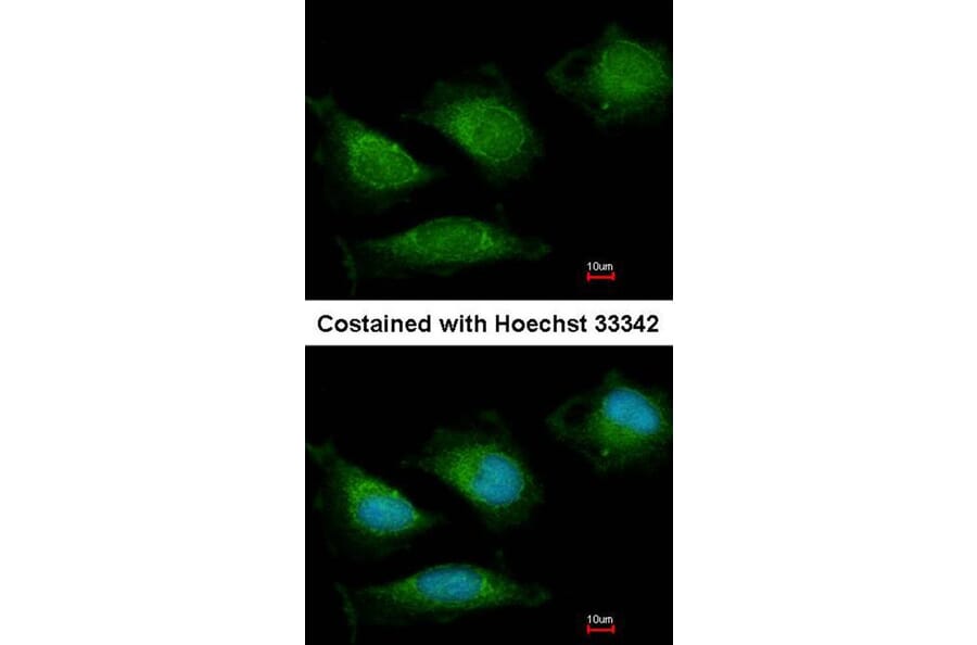 Immunofluorescence - DNA Polymerase gamma antibody from Signalway Antibody (22870) - Antibodies.com