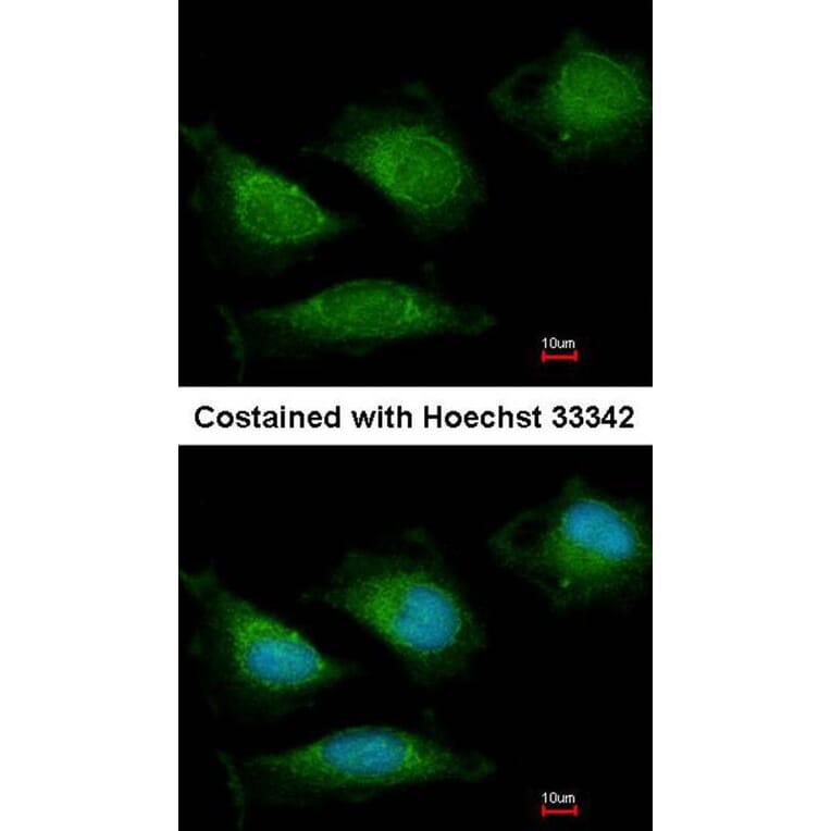 Immunofluorescence - DNA Polymerase gamma antibody from Signalway Antibody (22870) - Antibodies.com