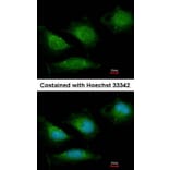 Immunofluorescence - DNA Polymerase gamma antibody from Signalway Antibody (22870) - Antibodies.com