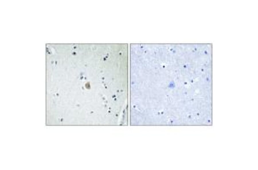 Immunohistochemistry - Cytochrome P450 2E1 Antibody from Signalway Antibody (34238) - Antibodies.com