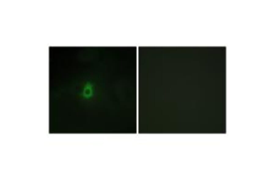 Immunofluorescence - Cytochrome P450 2E1 Antibody from Signalway Antibody (34238) - Antibodies.com
