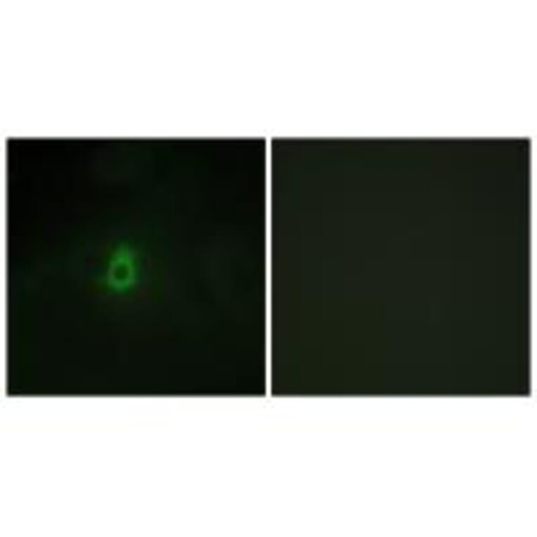 Immunofluorescence - Cytochrome P450 2E1 Antibody from Signalway Antibody (34238) - Antibodies.com