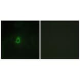 Immunofluorescence - Cytochrome P450 2E1 Antibody from Signalway Antibody (34238) - Antibodies.com