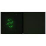 Immunofluorescence - Cytochrome P450 2J2 Antibody from Signalway Antibody (34239) - Antibodies.com