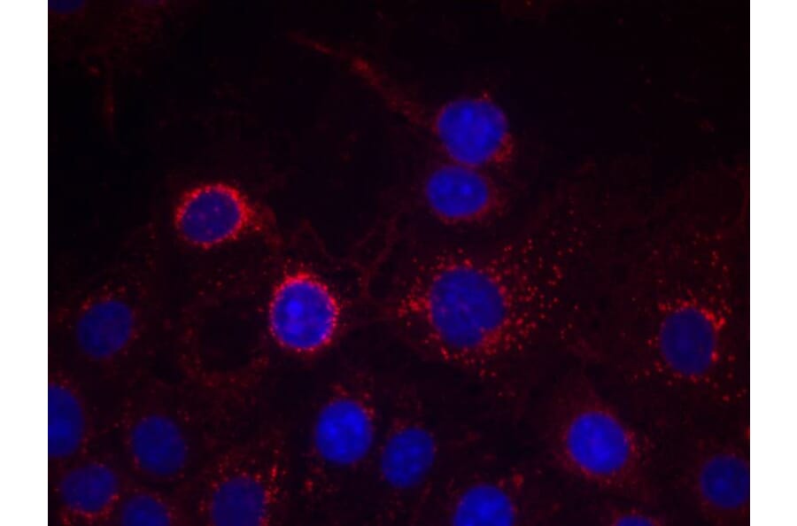 Immunofluorescence - HER2 (Ab-1221/1222) Antibody from Signalway Antibody (21071) - Antibodies.com