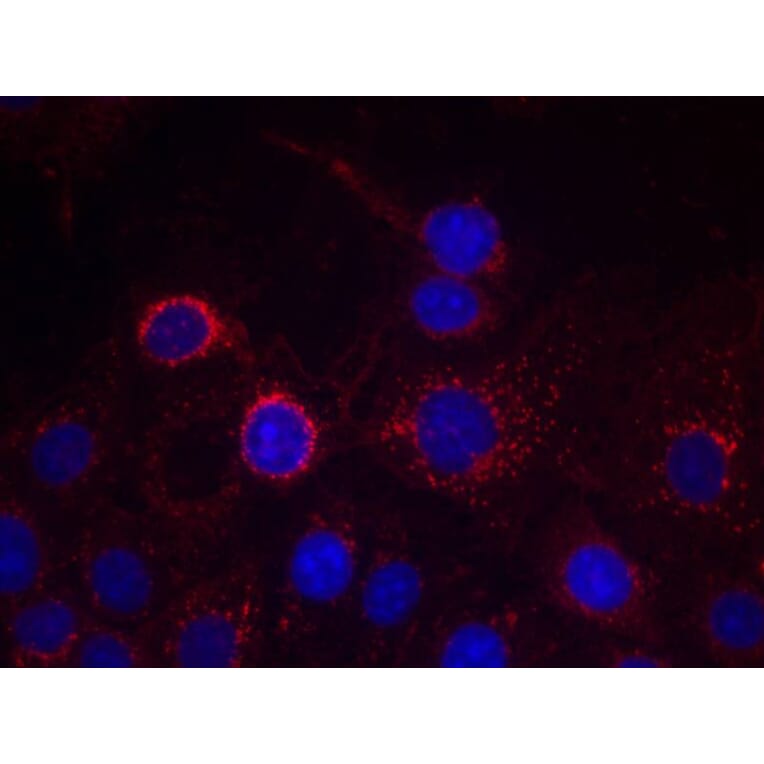 Immunofluorescence - HER2 (Ab-1221/1222) Antibody from Signalway Antibody (21071) - Antibodies.com