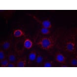 Immunofluorescence - HER2 (Ab-1221/1222) Antibody from Signalway Antibody (21071) - Antibodies.com