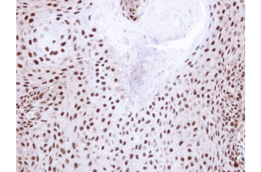 Immunohistochemistry - NHP2-like protein 1 antibody from Signalway Antibody (22023) - Antibodies.com