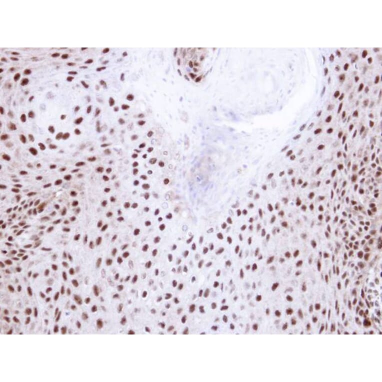 Immunohistochemistry - NHP2-like protein 1 antibody from Signalway Antibody (22023) - Antibodies.com