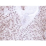 Immunohistochemistry - NHP2-like protein 1 antibody from Signalway Antibody (22023) - Antibodies.com