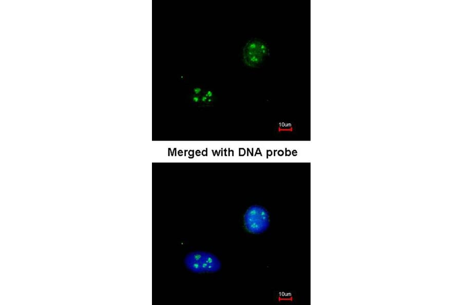 Immunofluorescence - NHP2-like protein 1 antibody from Signalway Antibody (22023) - Antibodies.com