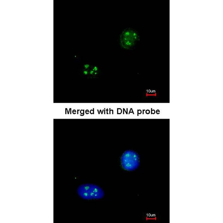 Immunofluorescence - NHP2-like protein 1 antibody from Signalway Antibody (22023) - Antibodies.com