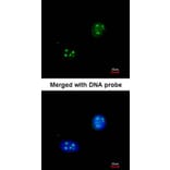 Immunofluorescence - NHP2-like protein 1 antibody from Signalway Antibody (22023) - Antibodies.com