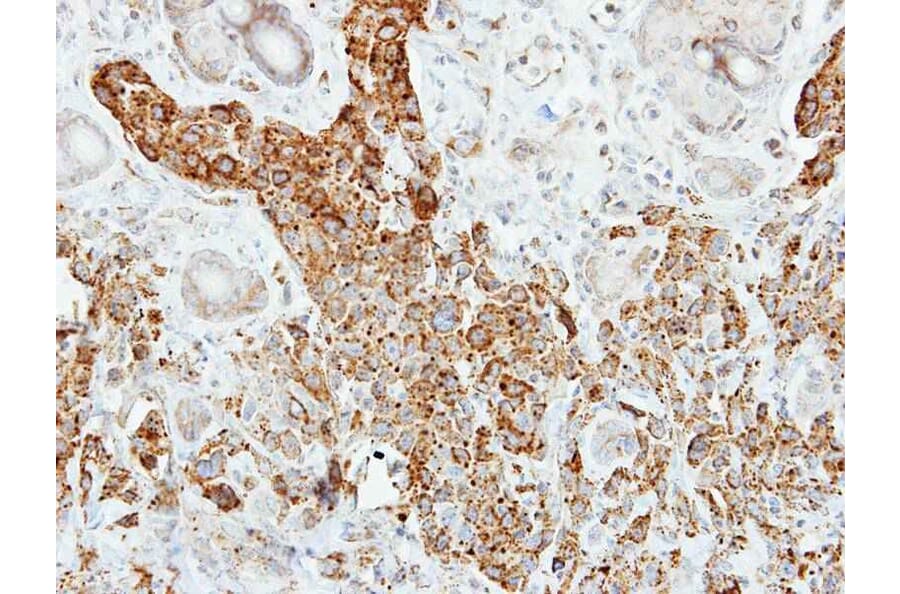 Immunohistochemistry - Pancreatic Lipase antibody from Signalway Antibody (22153) - Antibodies.com
