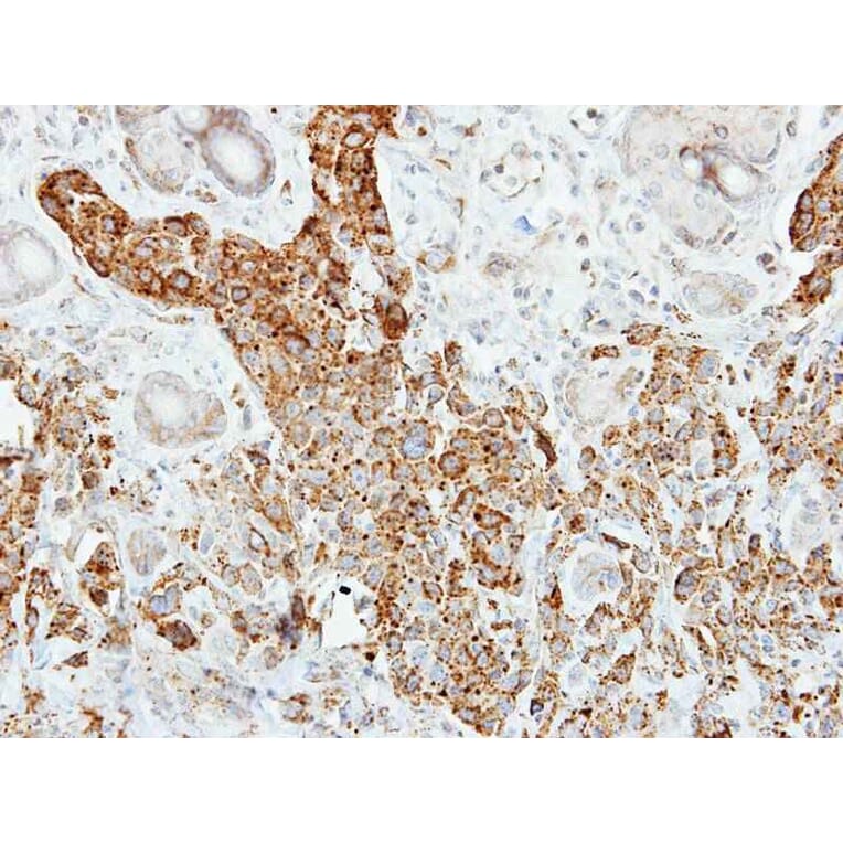 Immunohistochemistry - Pancreatic Lipase antibody from Signalway Antibody (22153) - Antibodies.com