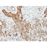 Immunohistochemistry - Pancreatic Lipase antibody from Signalway Antibody (22153) - Antibodies.com
