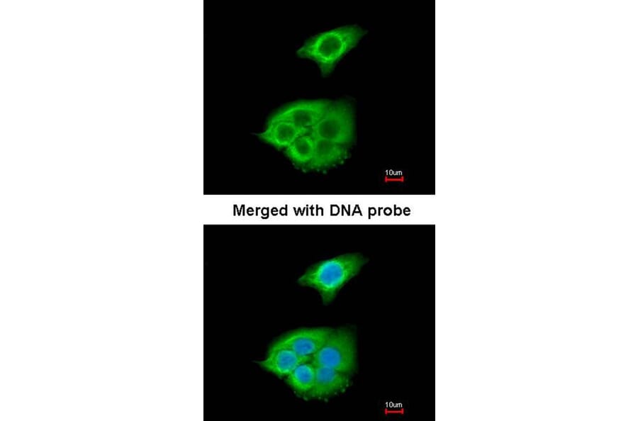 Immunofluorescence - Pancreatic Lipase antibody from Signalway Antibody (22153) - Antibodies.com