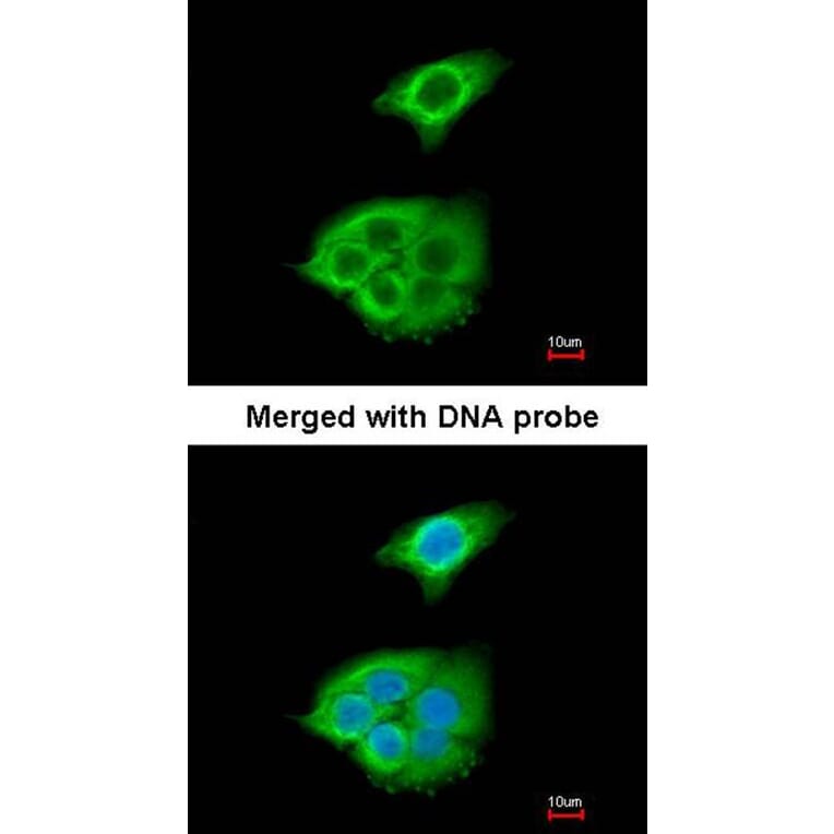 Immunofluorescence - Pancreatic Lipase antibody from Signalway Antibody (22153) - Antibodies.com