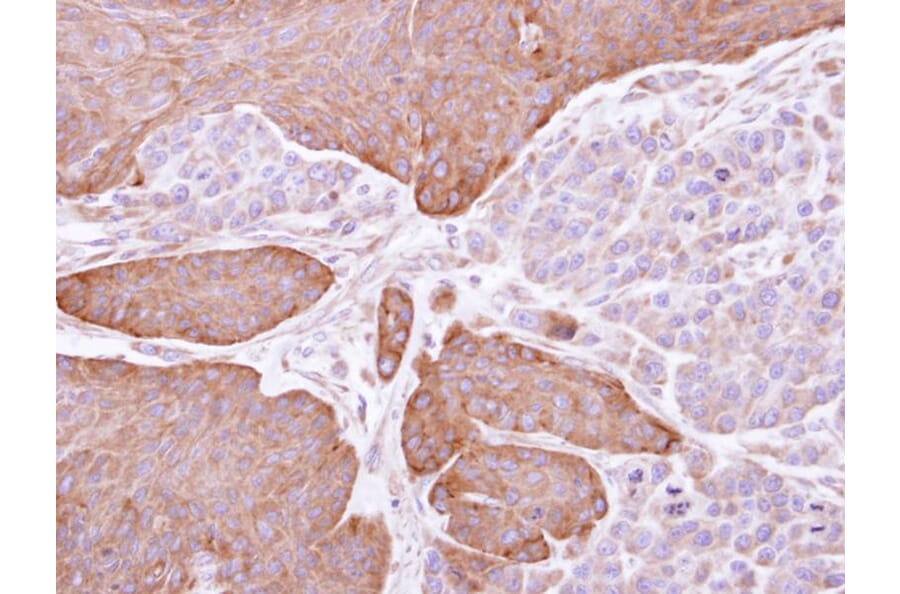 Immunohistochemistry - Epoxide hydrolase 1 antibody from Signalway Antibody (22634) - Antibodies.com