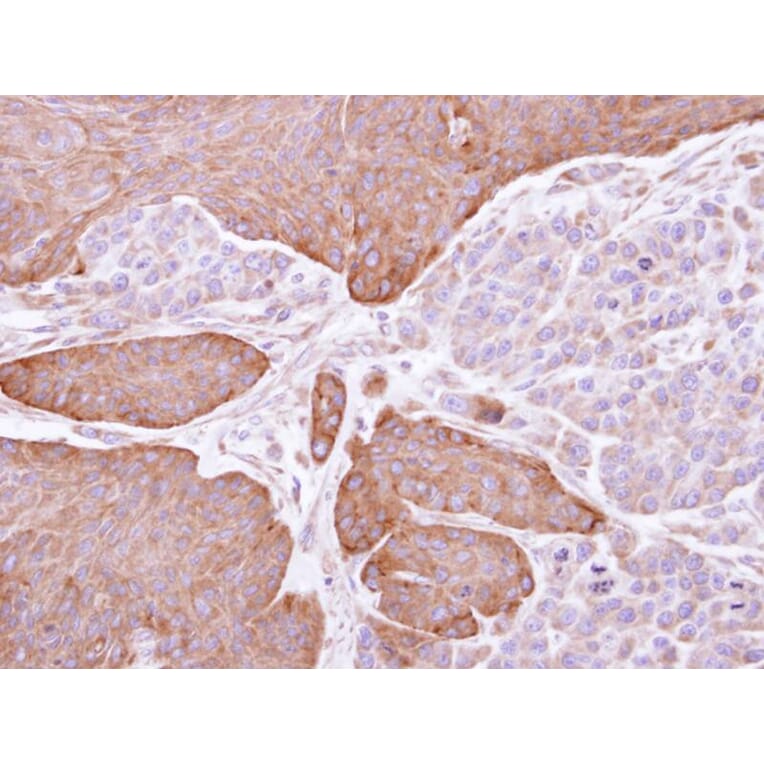 Immunohistochemistry - Epoxide hydrolase 1 antibody from Signalway Antibody (22634) - Antibodies.com