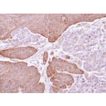 Immunohistochemistry - Epoxide hydrolase 1 antibody from Signalway Antibody (22634) - Antibodies.com