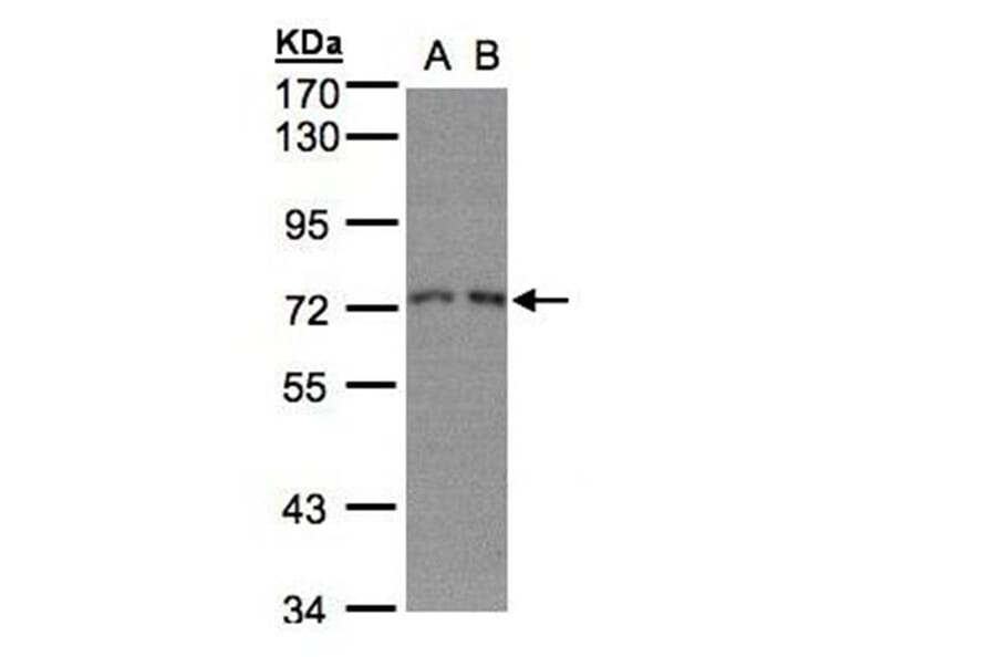 RPA 70 kDa subunit antibody from Signalway Antibody (22833) - Antibodies.com