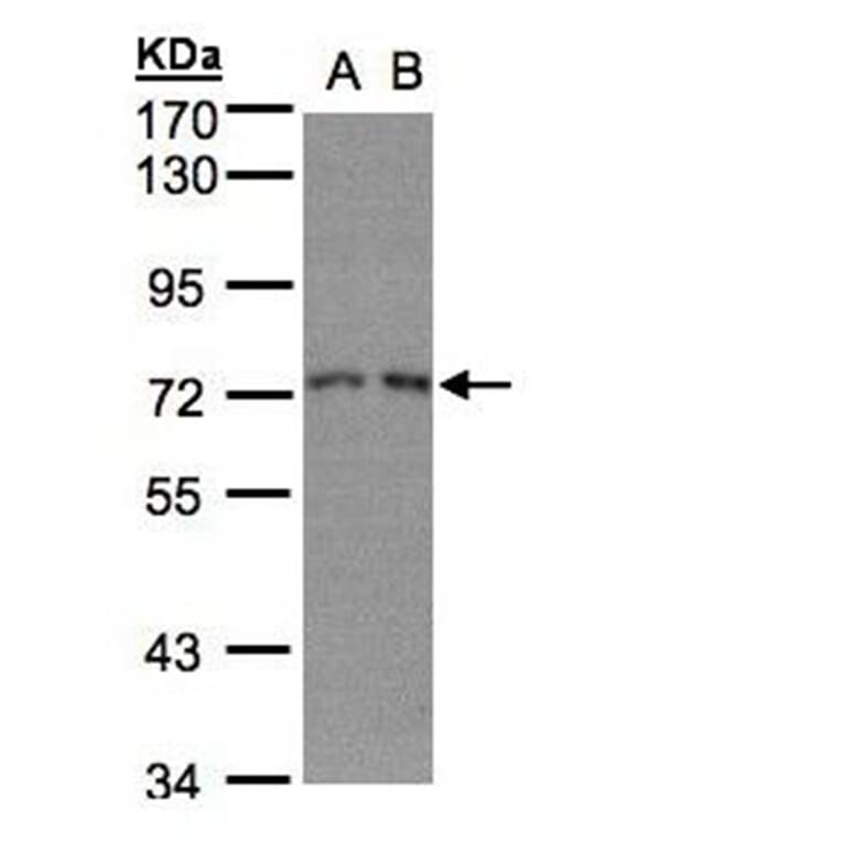 RPA 70 kDa subunit antibody from Signalway Antibody (22833) - Antibodies.com