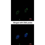 Immunofluorescence - RPA 70 kDa subunit antibody from Signalway Antibody (22833) - Antibodies.com