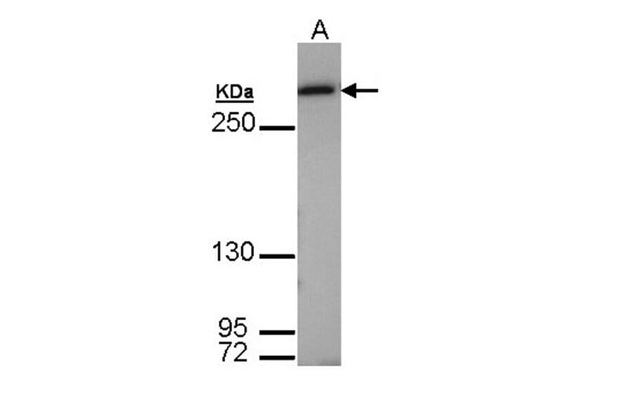 Fatty Acid Synthase antibody from Signalway Antibody (22867) - Antibodies.com