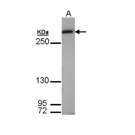 Fatty Acid Synthase antibody from Signalway Antibody (22867) - Antibodies.com