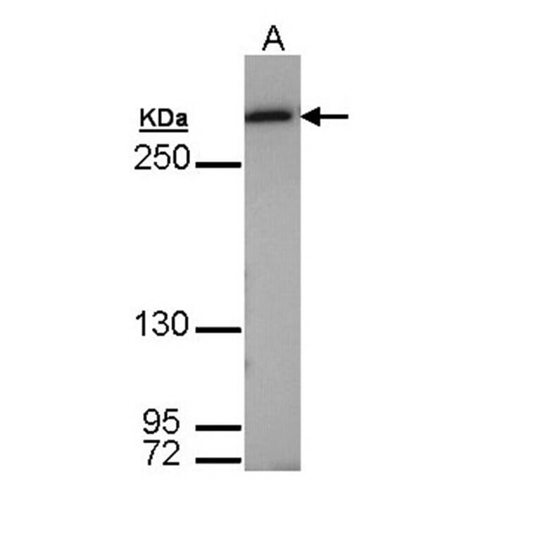 Fatty Acid Synthase antibody from Signalway Antibody (22867) - Antibodies.com