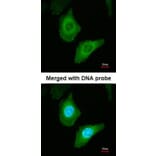 Immunofluorescence - Fatty Acid Synthase antibody from Signalway Antibody (22867) - Antibodies.com