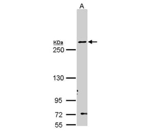 Fatty Acid Synthase antibody from Signalway Antibody (22868) - Antibodies.com