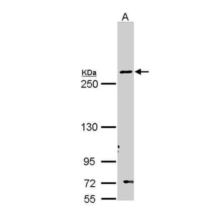 Fatty Acid Synthase antibody from Signalway Antibody (22868) - Antibodies.com