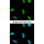 Immunofluorescence - Adenosine Deaminase antibody from Signalway Antibody (22950) - Antibodies.com