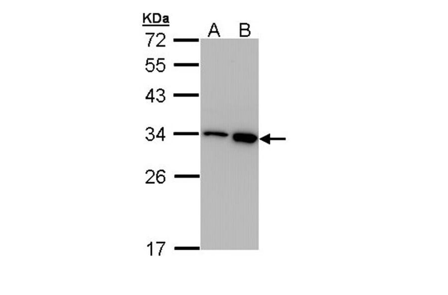 RPA 32 kDa subunit antibody from Signalway Antibody (23069) - Antibodies.com