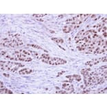 Immunohistochemistry - RPA 32 kDa subunit antibody from Signalway Antibody (23069) - Antibodies.com