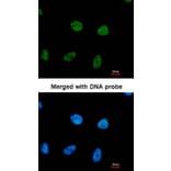 Immunofluorescence - RPA 32 kDa subunit antibody from Signalway Antibody (23069) - Antibodies.com