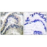 Immunohistochemistry - Guanylate Cyclase β Antibody from Signalway Antibody (33396) - Antibodies.com