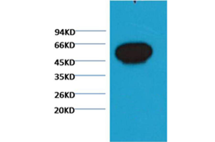 Western blot - β-tubulin Mouse Monoclonal Antibody (Zebrafish Specific) from Signalway Antibody (38058)