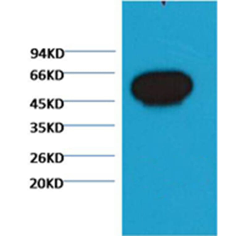 Western blot - β-tubulin Mouse Monoclonal Antibody (Zebrafish Specific) from Signalway Antibody (38058)