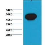 Western blot - β-tubulin Mouse Monoclonal Antibody (Zebrafish Specific) from Signalway Antibody (38058)