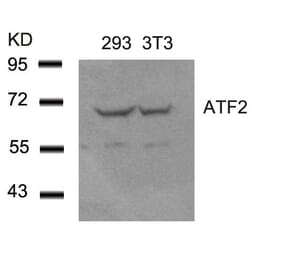 Western blot - ATF2 (Ab-62 or 44) Antibody from Signalway Antibody (21029) - Antibodies.com