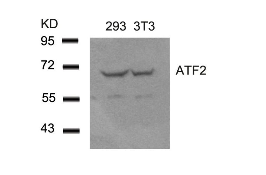 Western blot - ATF2 (Ab-62 or 44) Antibody from Signalway Antibody (21029) - Antibodies.com