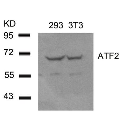 Western blot - ATF2 (Ab-62 or 44) Antibody from Signalway Antibody (21029) - Antibodies.com