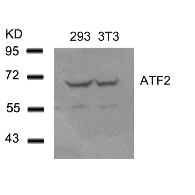 Western blot - ATF2 (Ab-62 or 44) Antibody from Signalway Antibody (21029) - Antibodies.com