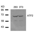 Western blot - ATF2 (Ab-62 or 44) Antibody from Signalway Antibody (21029) - Antibodies.com